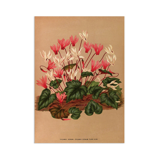 Antique Botanical Art Print Poster Vintage Wall Art Flowers Floral Cyclamen Leaf Plant Illustration Victorian Herbs Beautiful Pressed A3