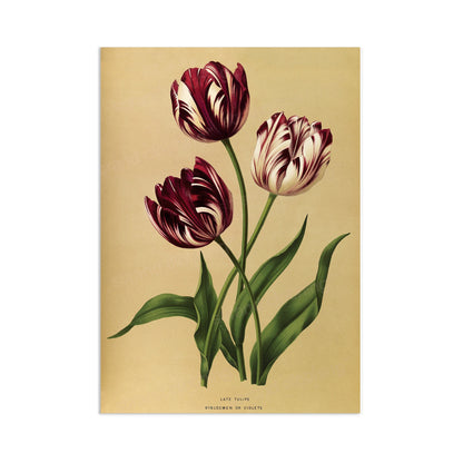 Antique Botanical Art Print Poster Vintage Wall Art Flowers Floral Tulips Purple Nature Leaf Plant Illustration Victorian Herbs Beautiful A3