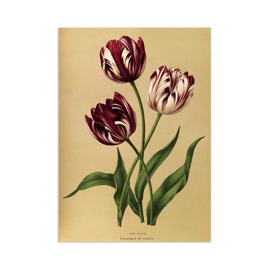 Antique Botanical Art Print Poster Vintage Wall Art Flowers Floral Tulips Purple Nature Leaf Plant Illustration Victorian Herbs Beautiful A3