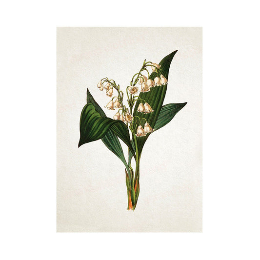 Antique Botanical Art Print Poster Vintage Wall Art Flowers Floral Lily Of The Valley Nature Leaf Plant Illustration Victorian Beautiful A3