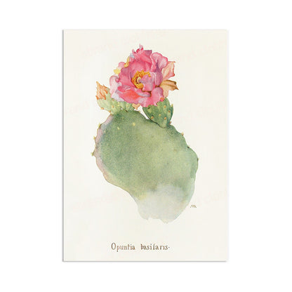 Antique Botanical Art Print Poster Vintage Wall Art Flowers Floral Cactus Cacti Succulents Nature Leaf Plant Illustration Edwardian A3