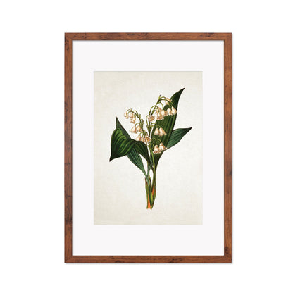 Framed Mounted Antique Botanical Art Print Poster Vintage Wall Flowers Floral Lily Of The Valley Nature Leaf Plant Illustration Victorian