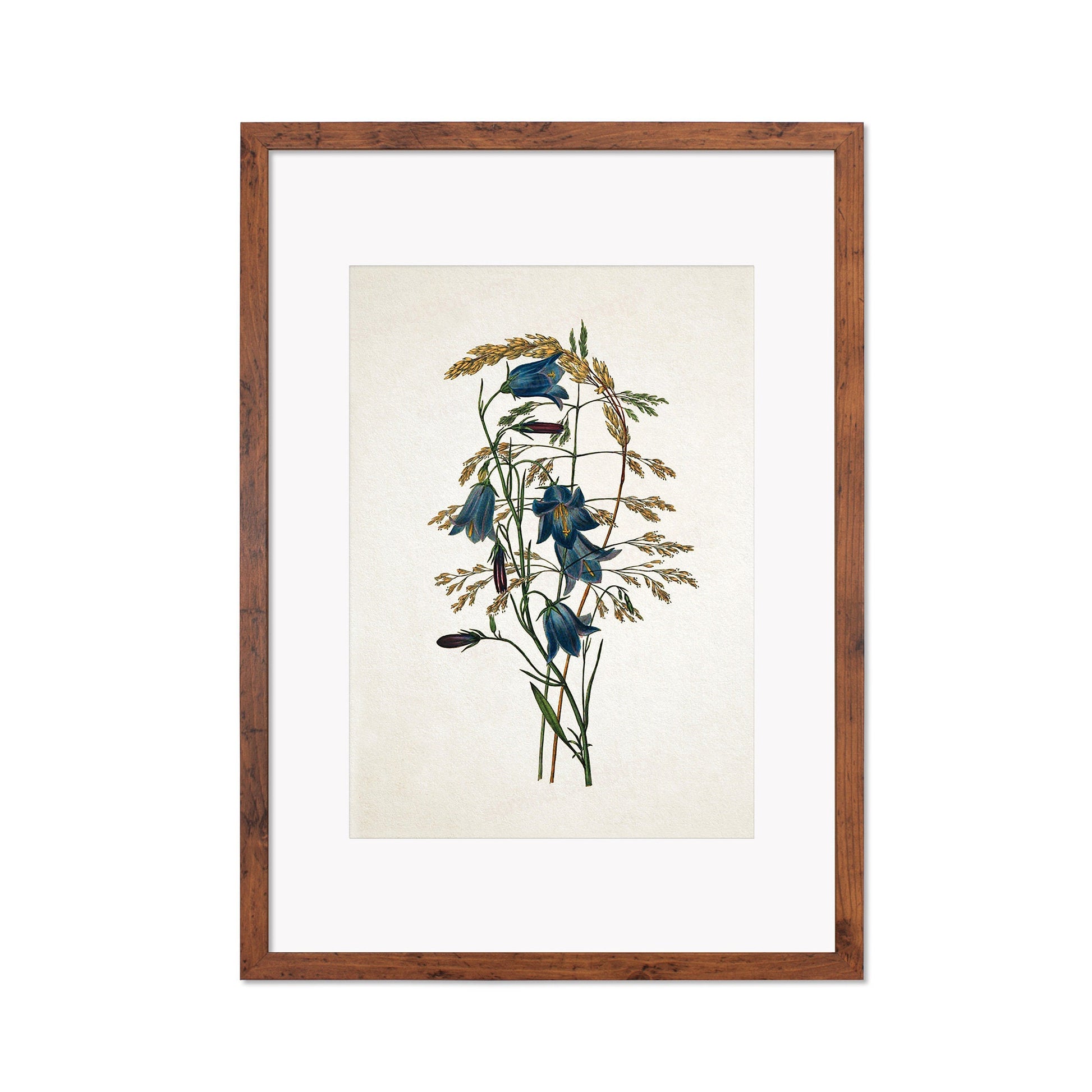 Framed Mounted Antique Botanical Art Print Poster Vintage Wall Flowers Floral Bluebell Harebell Nature Leaf Plant Illustration Victorian A2