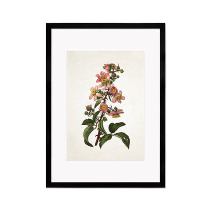 Framed Mounted Antique Botanical Art Print Poster Vintage Wall Flowers Floral Bramble Blackberry Nature Leaf Plant Illustration Victorian A2