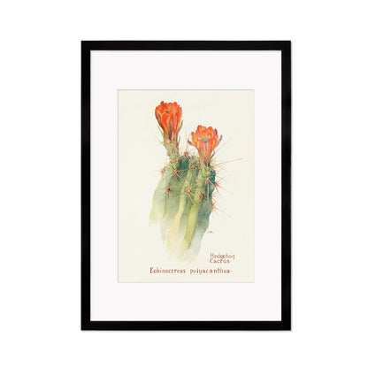 Framed Mounted Antique Botanical Art Print Poster Wall Decor Flowers Floral Cactus Cacti Succulents Nature Leaf Plant Illustration Edwardian