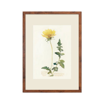 Framed Mounted Antique Botanical Art Print Poster Wall Decor Flowers Floral Dandelion Daisy Nature Leaf Plant Illustration Edwardian Elegant