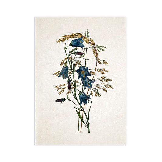 Antique Botanical Art Print Poster Vintage Wall Art Flowers Floral Bluebell Harebell Nature Leaf Plant Illustration Victorian Beautiful A3