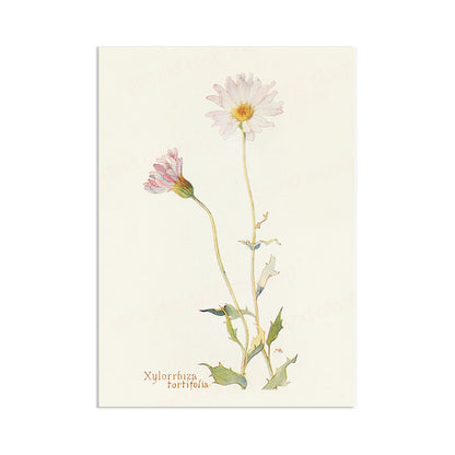 Antique Botanical Art Print Poster Vintage Wall Art Flowers Floral Nature Drawing Leaf Daisy Illustration Victorian Edwardian Beautiful A3
