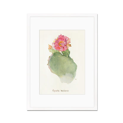 Framed Mounted Antique Botanical Art Print Poster Wall Flowers Floral Cactus Cacti Succulents Nature Leaf Plant Illustration Edwardian A2