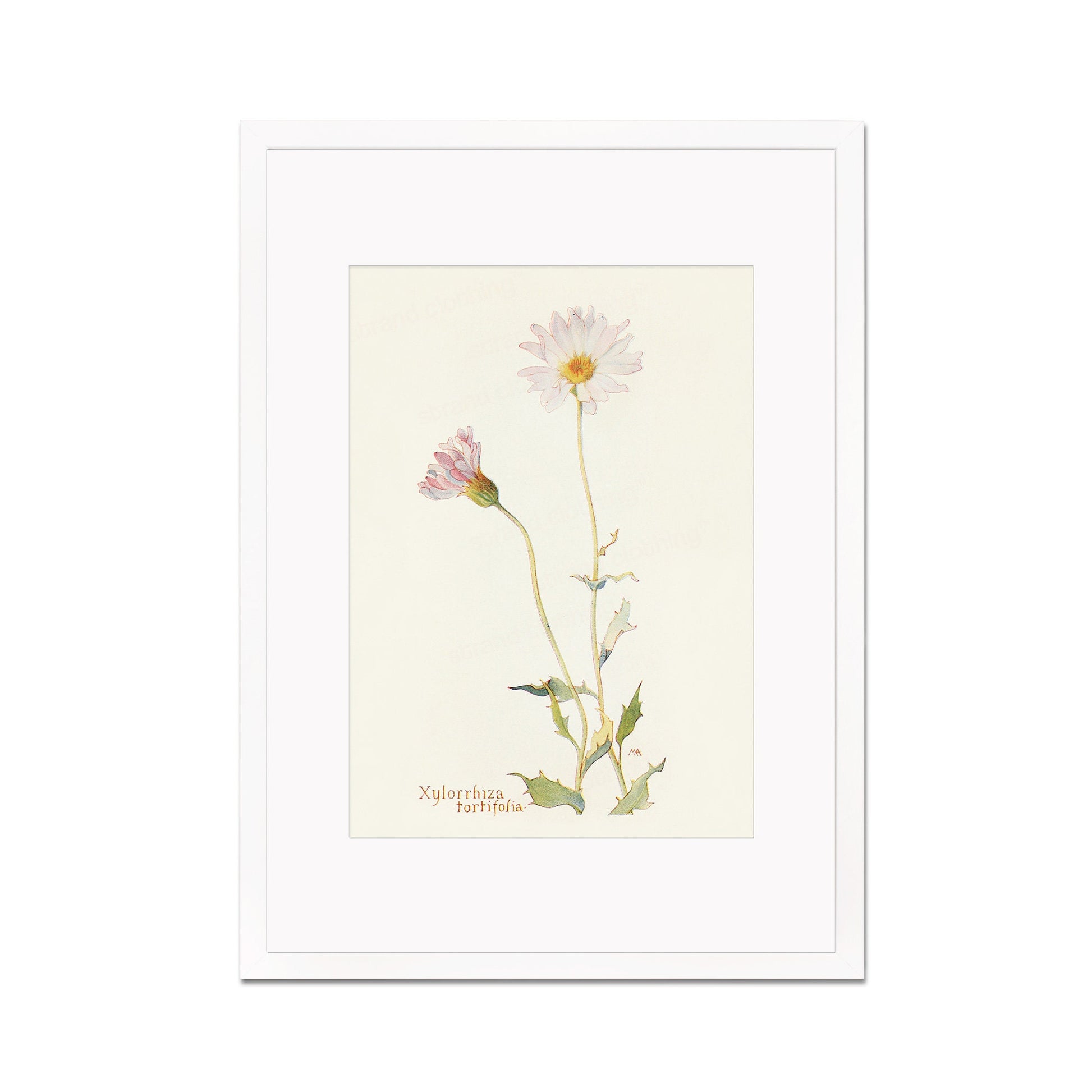 Framed Mounted Antique Botanical Art Print Poster Wall Flowers Floral Drawing Leaf Daisy Nature Leaf Plant Illustration Edwardian Elegant A2