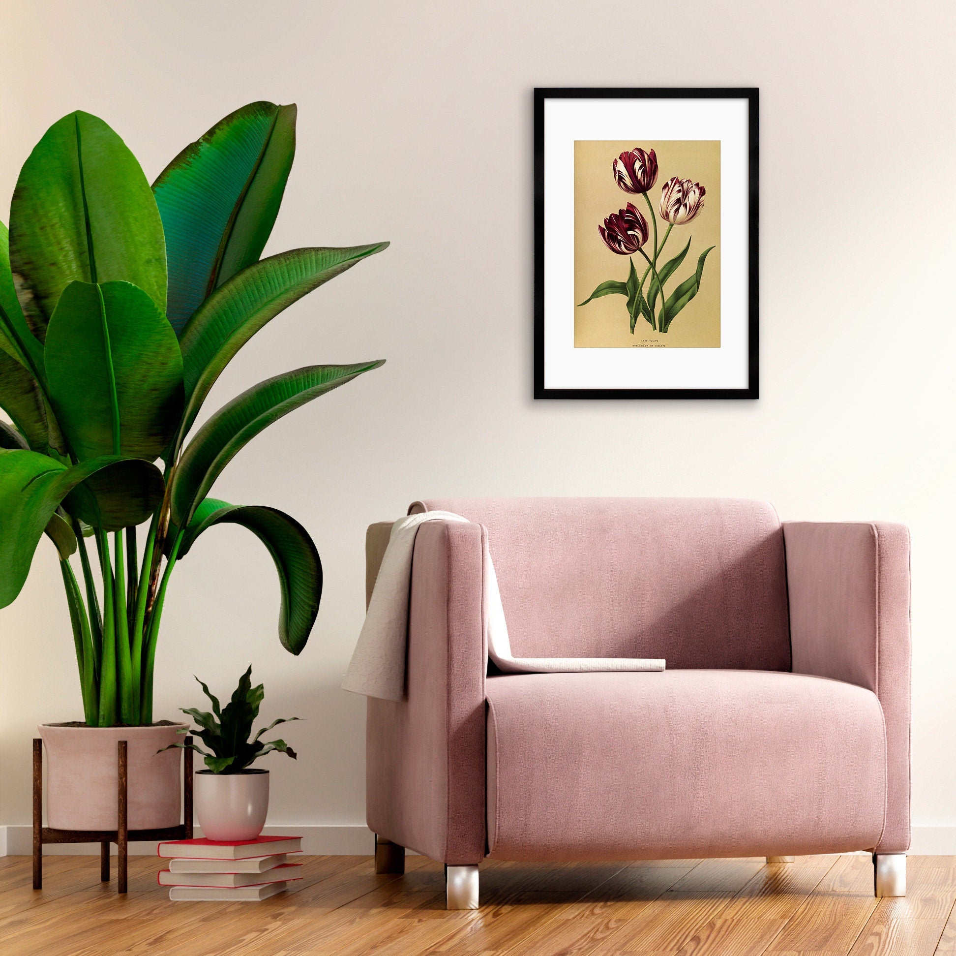 Tulips Framed Mounted Wall Art Decor Print Poster Botanical Antique Vintage Old Victorian Illustration Nature Plant Beautiful Flowers Purple