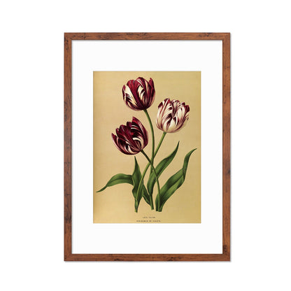 Tulips Framed Mounted Wall Art Decor Print Poster Botanical Antique Vintage Old Victorian Illustration Nature Plant Beautiful Flowers Purple