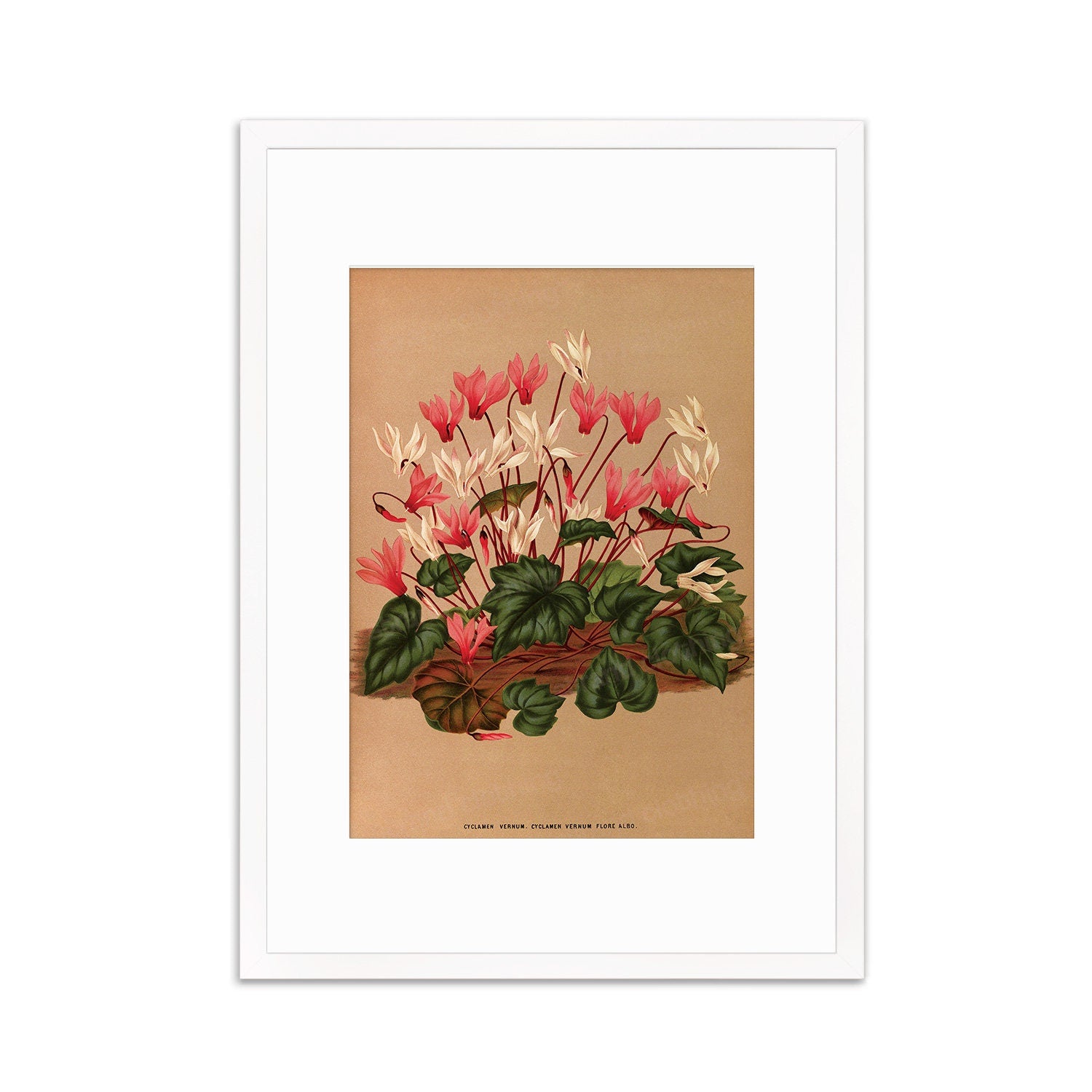 Cyclamen Framed Mounted Wall Art Decor Print Poster Botanical Antique Vintage Old Victorian Illustration Nature Plant Beautiful Flower Herbs
