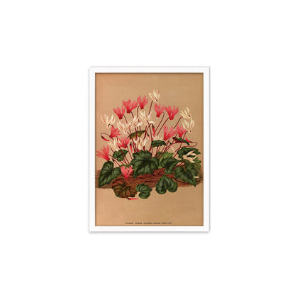 Cyclamen Framed Mounted Wall Art Decor Print Poster Botanical Antique Vintage Old Victorian Illustration Nature Plant Beautiful Flower Herbs