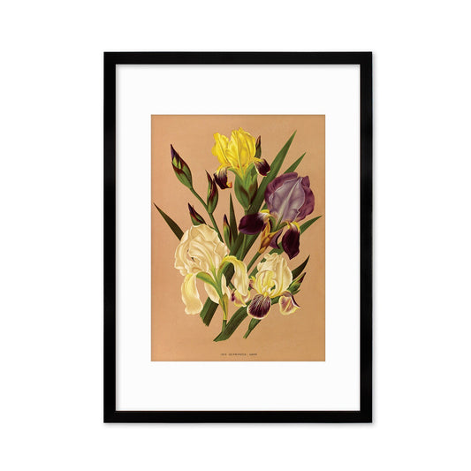 Irises Framed Mounted Wall Art Decor Print Poster Botanical Antique Vintage Retro Victorian Illustration Nature Plants Beautiful Flower Herb