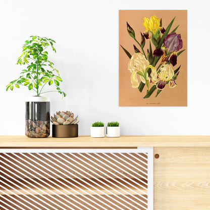 Antique Botanical Art Print Poster Vintage Wall Art Flowers Floral Iris Nature Leaf Plant Illustration Victorian Herbs Beautiful Elegant A3