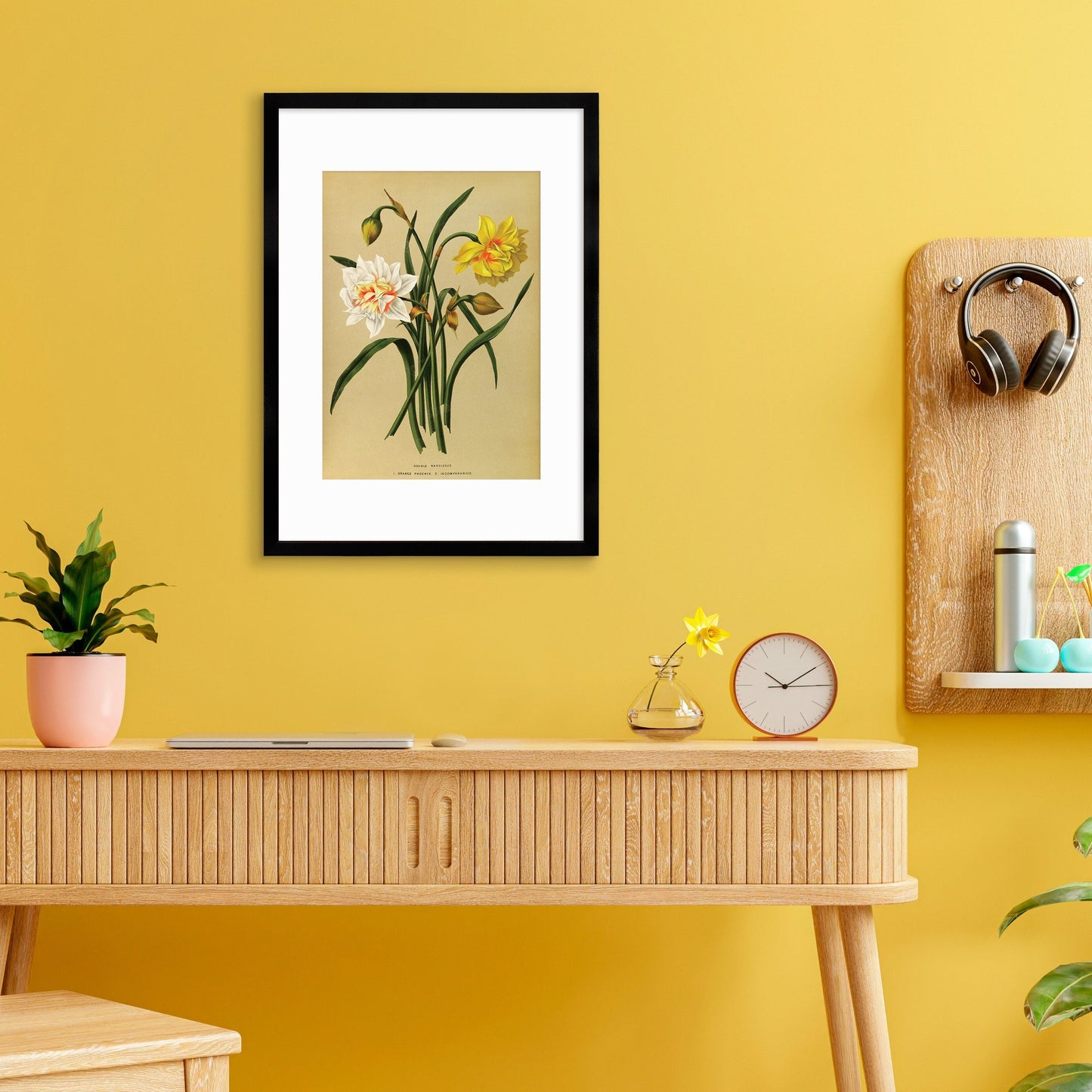 Daffodils Framed Mounted Wall Art Decor Print Poster Botanical Antique Vintage Old Victorian Illustration Nature Narcissus Beautiful Flowers