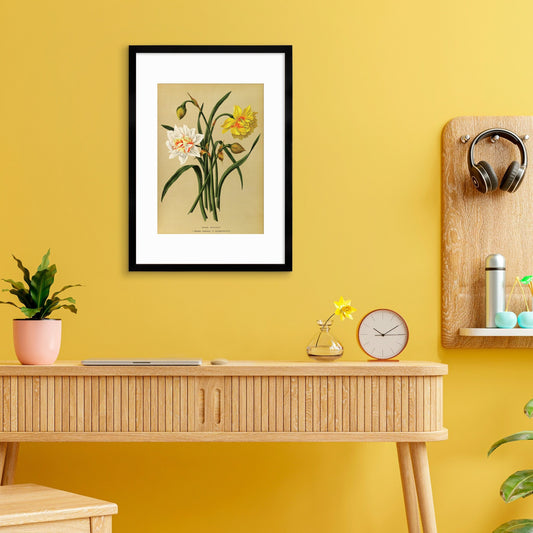 Daffodils Framed Mounted Wall Art Decor Print Poster Botanical Antique Vintage Old Victorian Illustration Nature Narcissus Beautiful Flowers