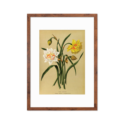 Daffodils Framed Mounted Wall Art Decor Print Poster Botanical Antique Vintage Old Victorian Illustration Nature Narcissus Beautiful Flowers