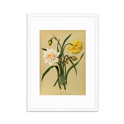 Daffodils Framed Mounted Wall Art Decor Print Poster Botanical Antique Vintage Old Victorian Illustration Nature Narcissus Beautiful Flowers