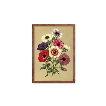 Anemone Framed Mounted Wall Art Decor Print Poster Botanical Antique Vintage Retro Victorian Illustration Nature Garden Beautiful Flowers