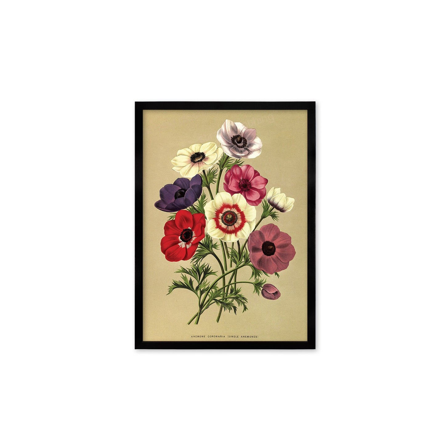 Anemone Framed Mounted Wall Art Decor Print Poster Botanical Antique Vintage Retro Victorian Illustration Nature Garden Beautiful Flowers