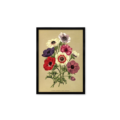 Anemone Framed Mounted Wall Art Decor Print Poster Botanical Antique Vintage Retro Victorian Illustration Nature Garden Beautiful Flowers