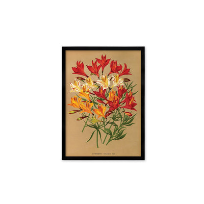 Alstroemeria Lily Framed Mounted Wall Art Decor Print Poster Botanical Antique Vintage Retro Victorian Illustration Nature Beautiful Flower