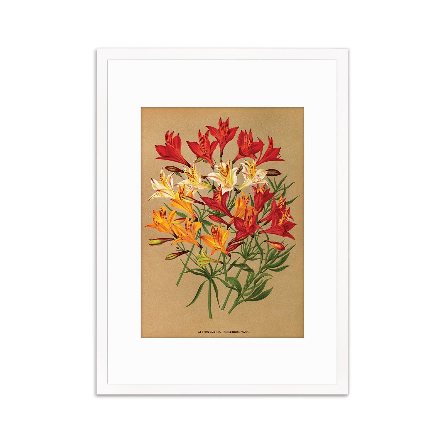 Alstroemeria Lily Framed Mounted Wall Art Decor Print Poster Botanical Antique Vintage Retro Victorian Illustration Nature Beautiful Flower