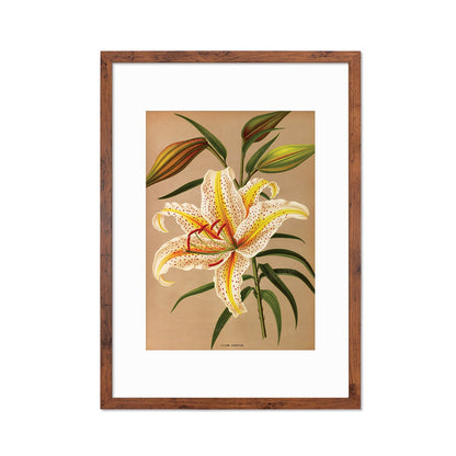 White Lilies Framed Mounted Wall Art Decor Print Poster Botanical Antique Vintage Retro Victorian Illustration Nature Lily Beautiful Flowers