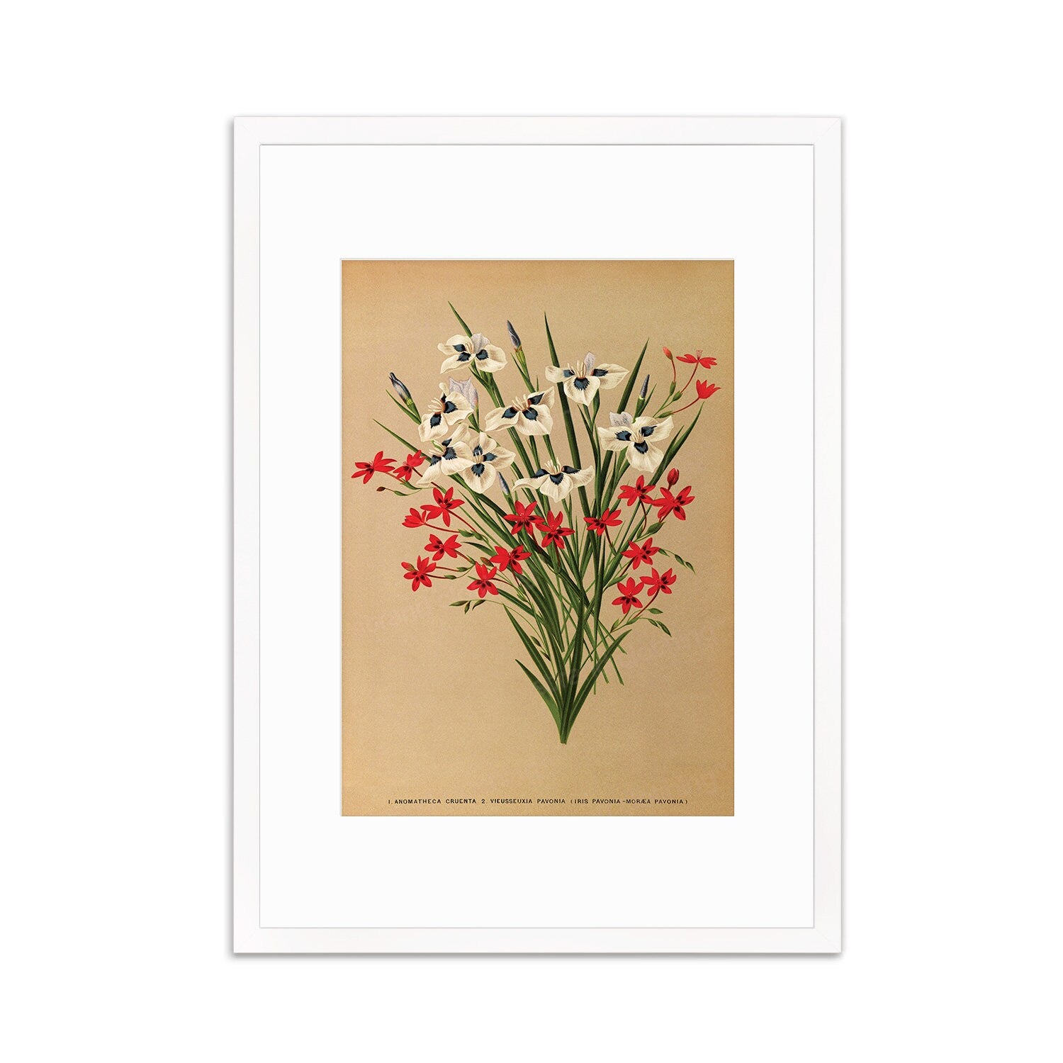 Irises Grasses Framed Art Mounted Wall Decor Print Poster Botanical Antique Vintage Victorian Illustration Nature Beautiful Flowers Bunch