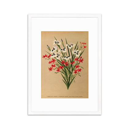 Irises Grasses Framed Art Mounted Wall Decor Print Poster Botanical Antique Vintage Victorian Illustration Nature Beautiful Flowers Bunch