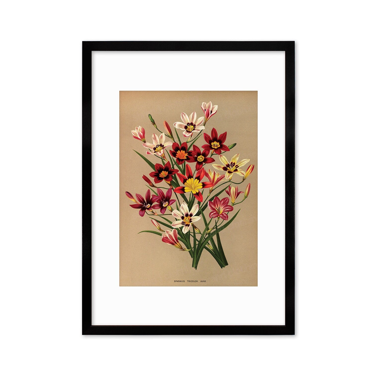 Sparaxis Harlequin Flowers Framed Art Mounted Wall Decor Print Poster Botanical Antique Vintage Retro Victorian Illustration Nature Pretty