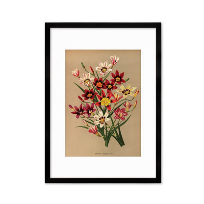 Sparaxis Harlequin Flowers Framed Art Mounted Wall Decor Print Poster Botanical Antique Vintage Retro Victorian Illustration Nature Pretty
