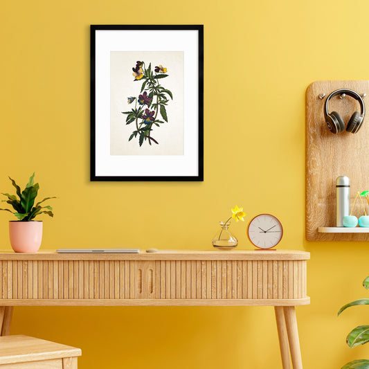 Framed Mounted Antique Botanical Art Print Poster Vintage Wall Flowers Floral Pansy Violets Nature Leaf Plant Illustration Victorian Pretty