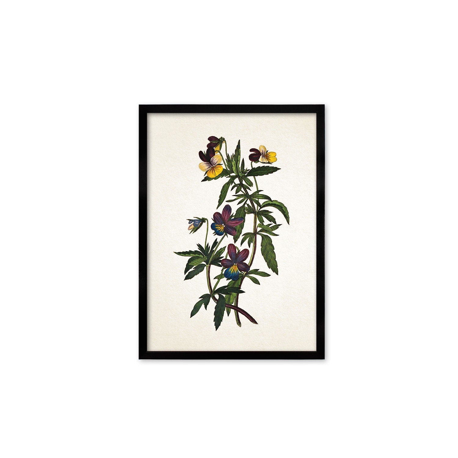Framed Mounted Antique Botanical Art Print Poster Vintage Wall Flowers Floral Pansy Violets Nature Leaf Plant Illustration Victorian Pretty