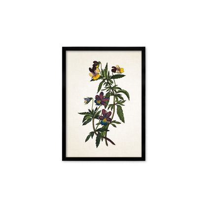 Framed Mounted Antique Botanical Art Print Poster Vintage Wall Flowers Floral Pansy Violets Nature Leaf Plant Illustration Victorian Pretty