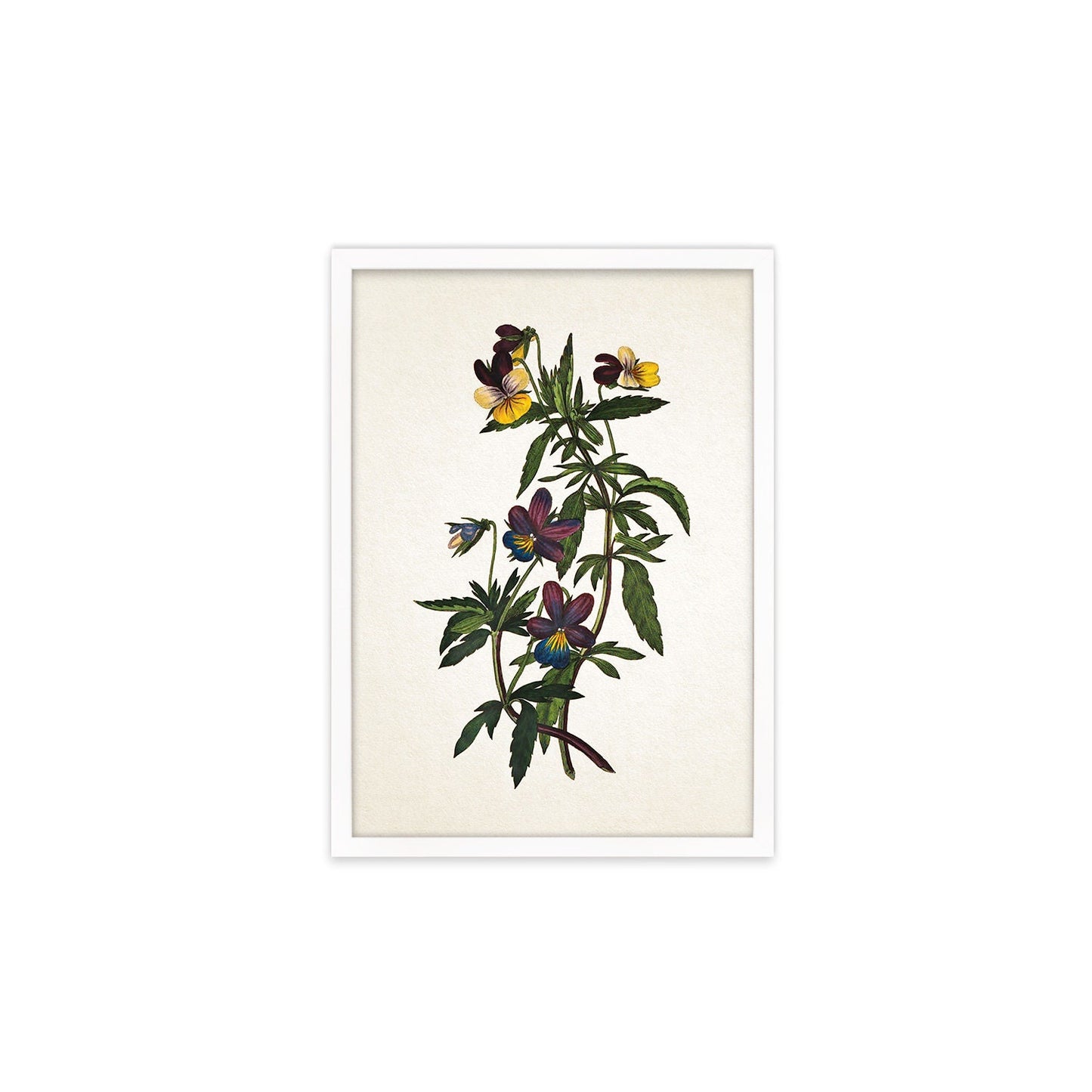 Framed Mounted Antique Botanical Art Print Poster Vintage Wall Flowers Floral Pansy Violets Nature Leaf Plant Illustration Victorian Pretty