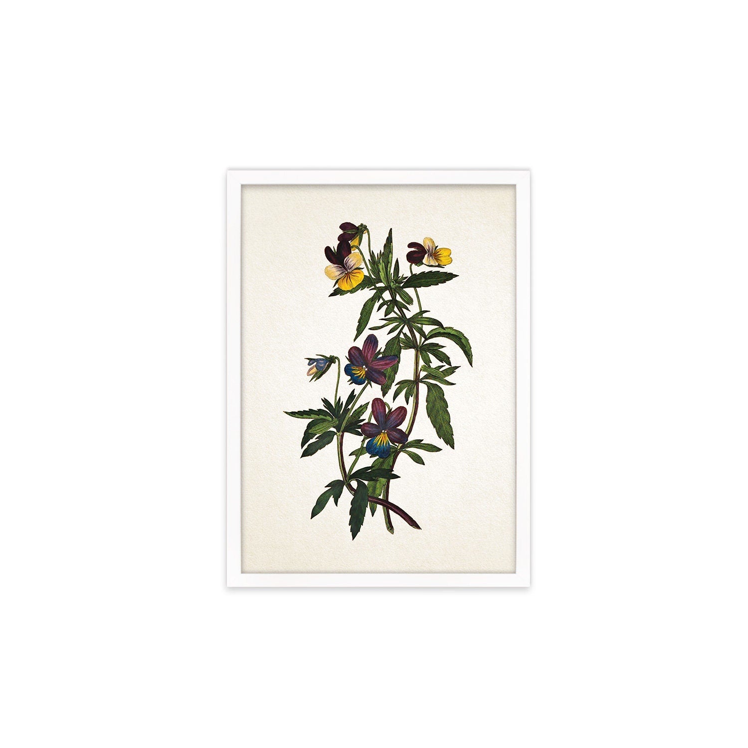 Framed Mounted Antique Botanical Art Print Poster Vintage Wall Flowers Floral Pansy Violets Nature Leaf Plant Illustration Victorian Pretty