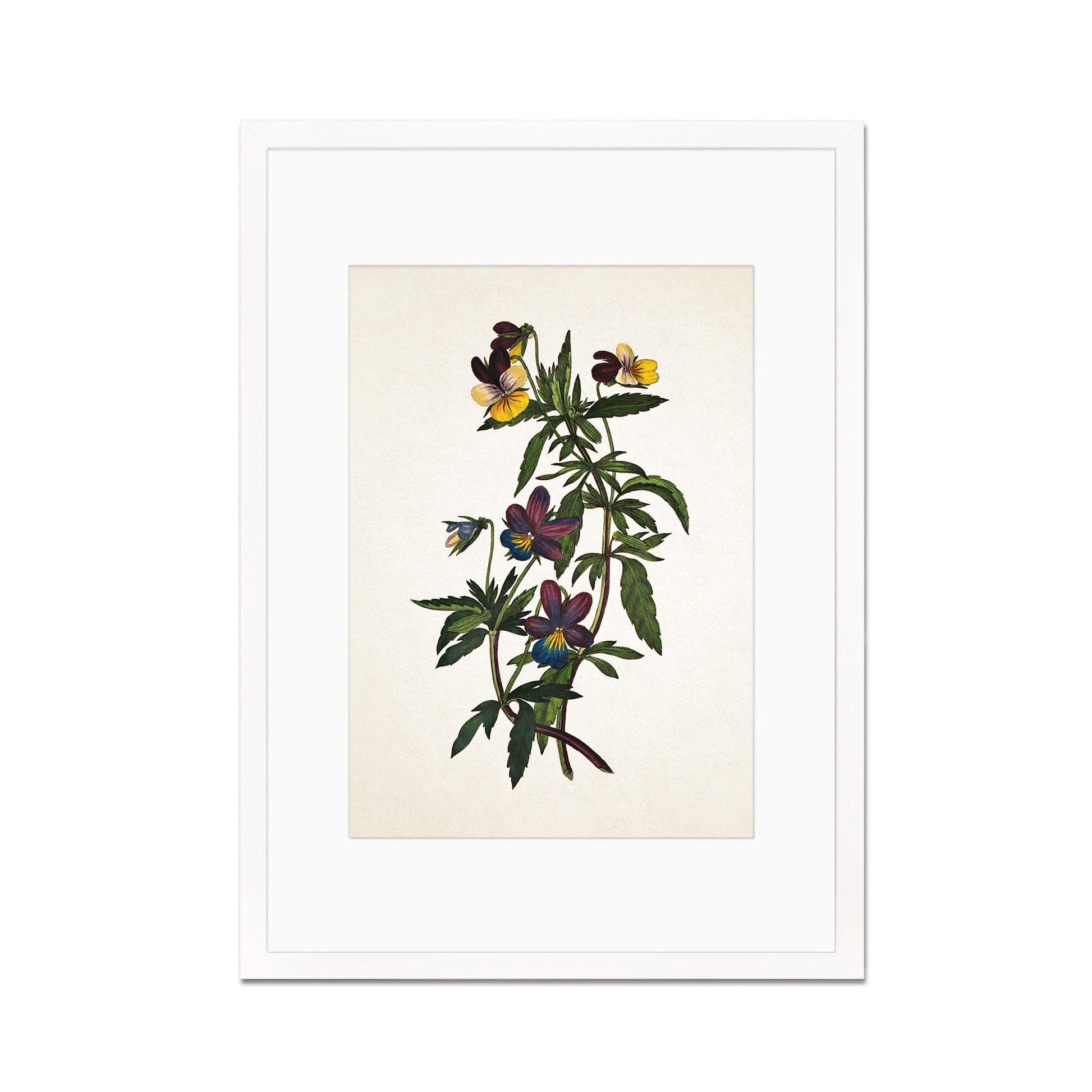 Framed Mounted Antique Botanical Art Print Poster Vintage Wall Flowers Floral Pansy Violets Nature Leaf Plant Illustration Victorian Pretty