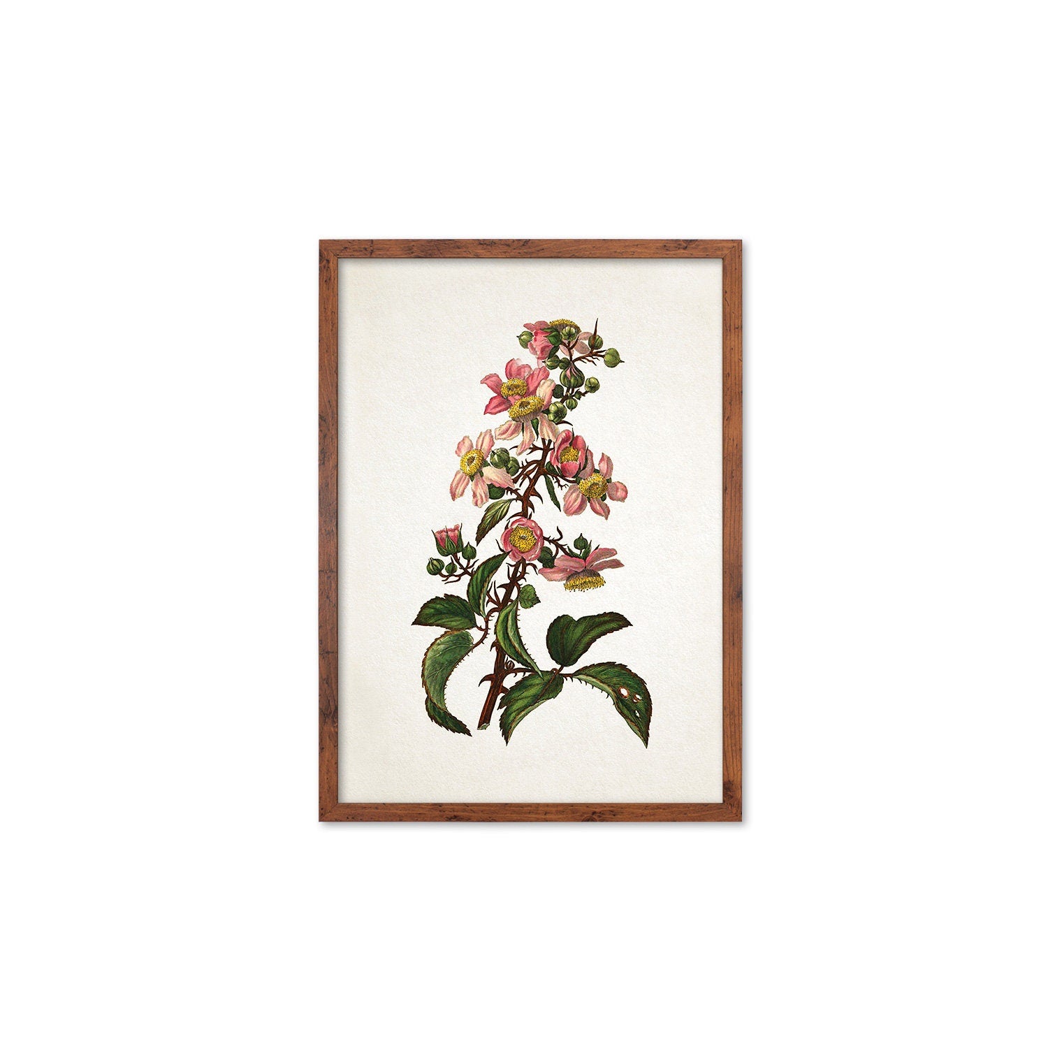 Framed Mounted Antique Botanical Art Print Poster Vintage Wall Flowers Floral Bramble Blackberry Nature Leaf Plant Illustration Victorian A2