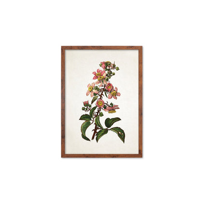 Framed Mounted Antique Botanical Art Print Poster Vintage Wall Flowers Floral Bramble Blackberry Nature Leaf Plant Illustration Victorian A2