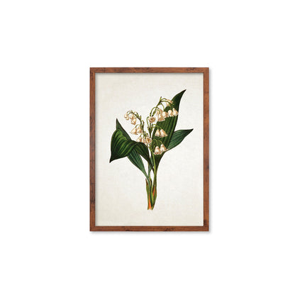 Framed Mounted Antique Botanical Art Print Poster Vintage Wall Flowers Floral Lily Of The Valley Nature Leaf Plant Illustration Victorian