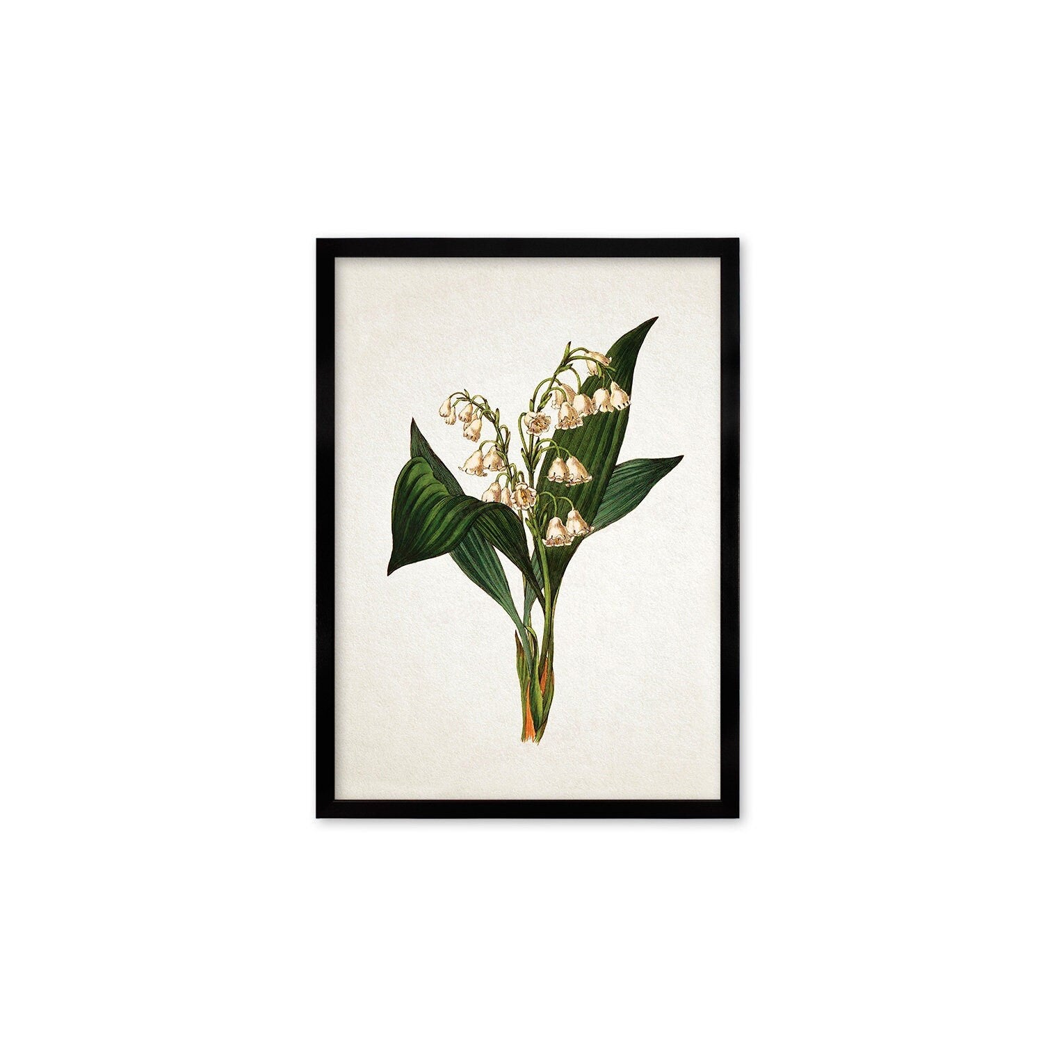 Framed Mounted Antique Botanical Art Print Poster Vintage Wall Flowers Floral Lily Of The Valley Nature Leaf Plant Illustration Victorian