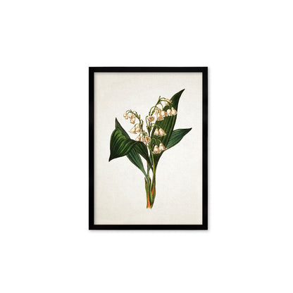 Framed Mounted Antique Botanical Art Print Poster Vintage Wall Flowers Floral Lily Of The Valley Nature Leaf Plant Illustration Victorian