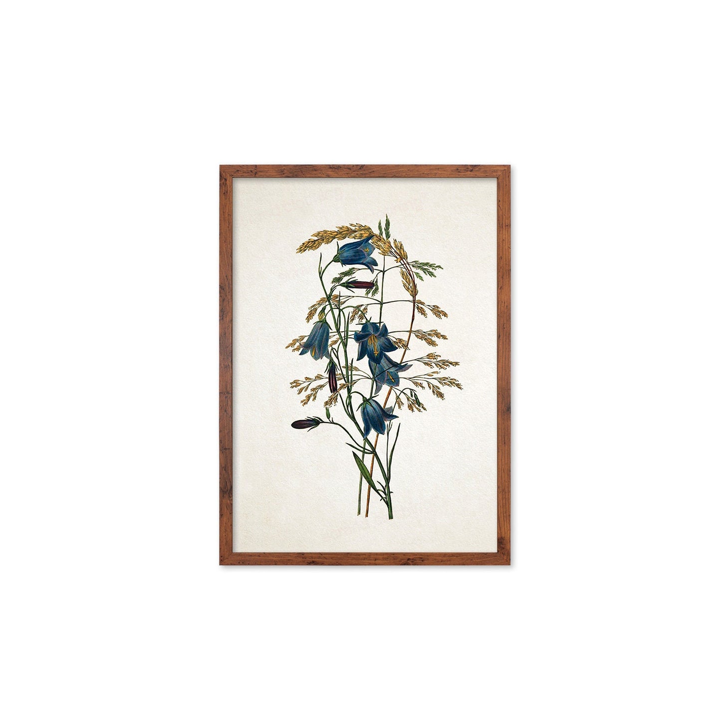 Framed Mounted Antique Botanical Art Print Poster Vintage Wall Flowers Floral Bluebell Harebell Nature Leaf Plant Illustration Victorian A2