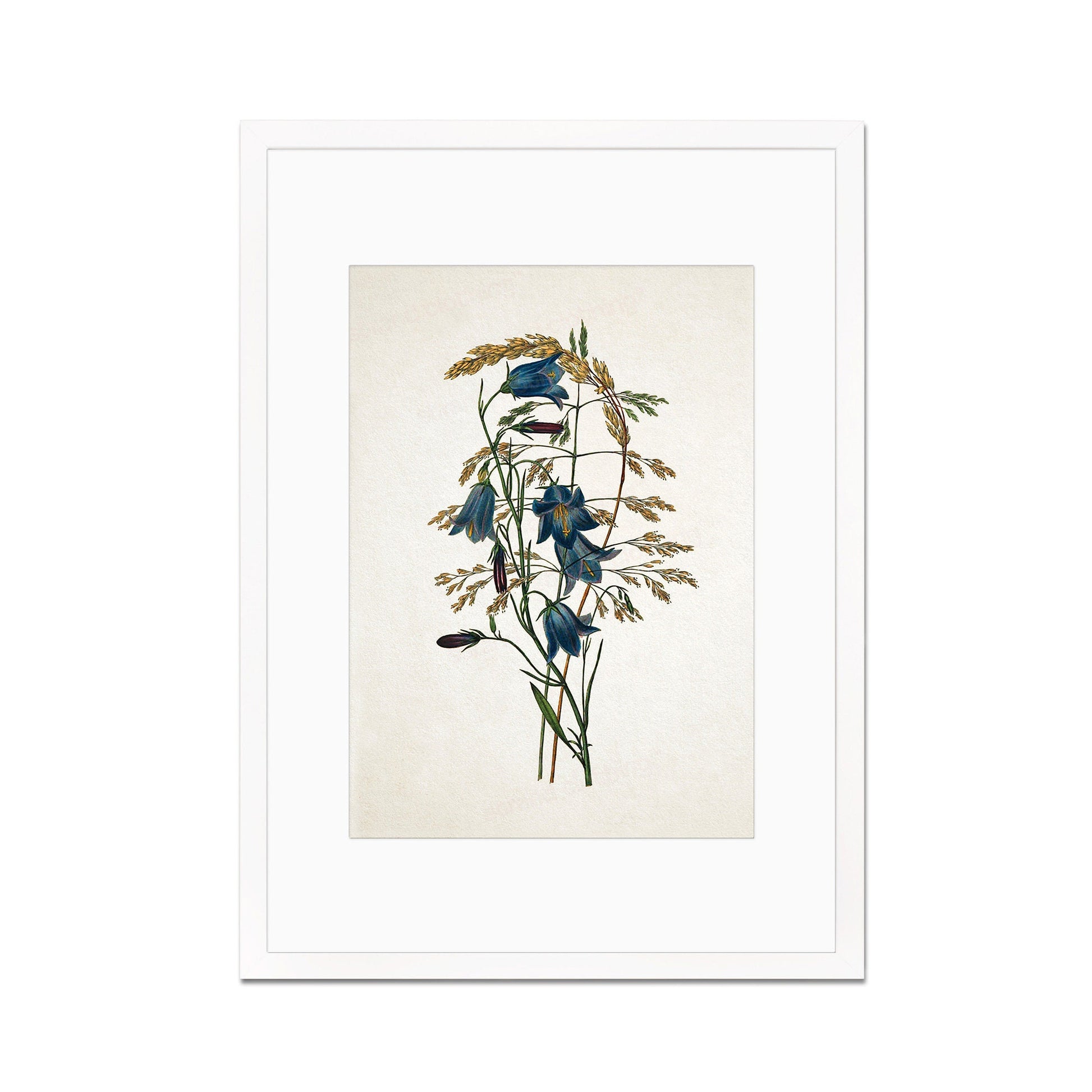Framed Mounted Antique Botanical Art Print Poster Vintage Wall Flowers Floral Bluebell Harebell Nature Leaf Plant Illustration Victorian A2