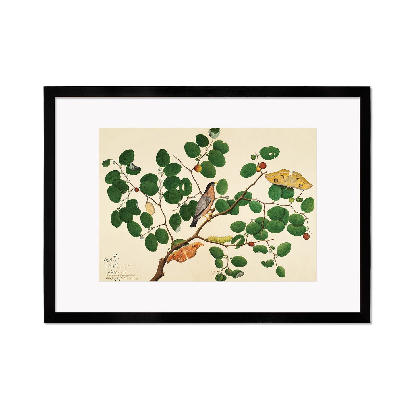 Framed Mounted Indian Jujube Tree Art Vintage Print Poster Antique Sheikh Zain al-Din Painting Nature Birds Butterflies Georgian Victorian