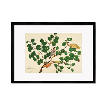 Framed Mounted Indian Jujube Tree Art Vintage Print Poster Antique Sheikh Zain al-Din Painting Nature Birds Butterflies Georgian Victorian