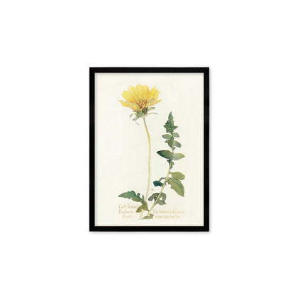 Framed Mounted Antique Botanical Art Print Poster Wall Decor Flowers Floral Dandelion Daisy Nature Leaf Plant Illustration Edwardian Elegant